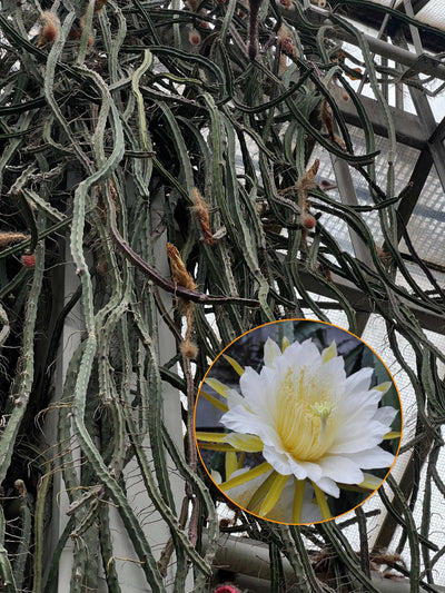 Selenicereus grandiflorus 'nattens drottning'