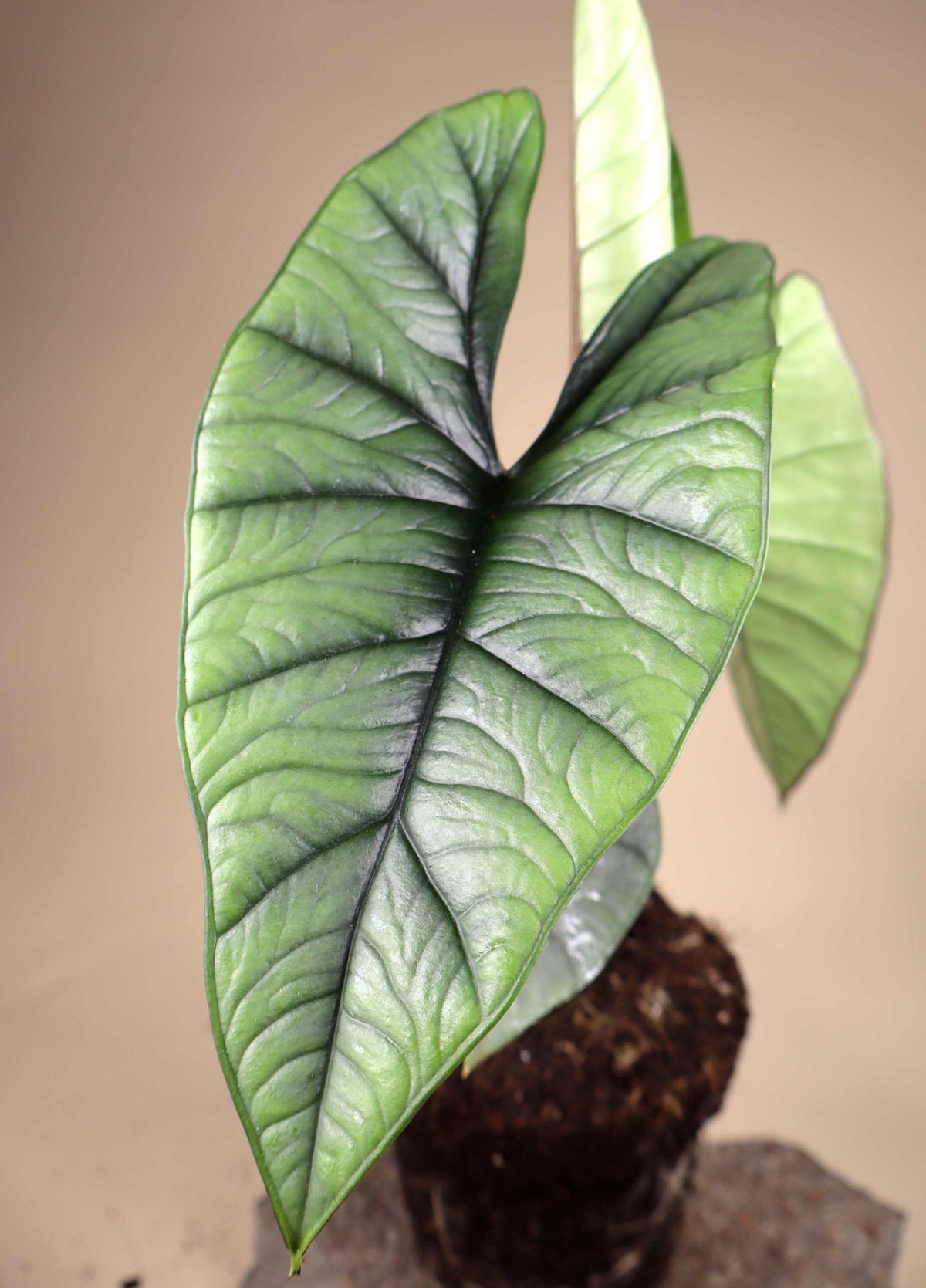 Alocasia bisma 'Silber'