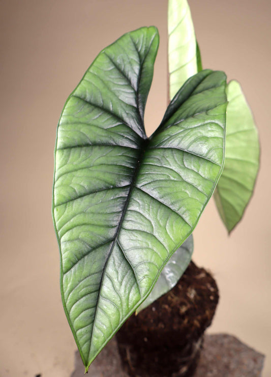 Alocasia bisma 'Silver'