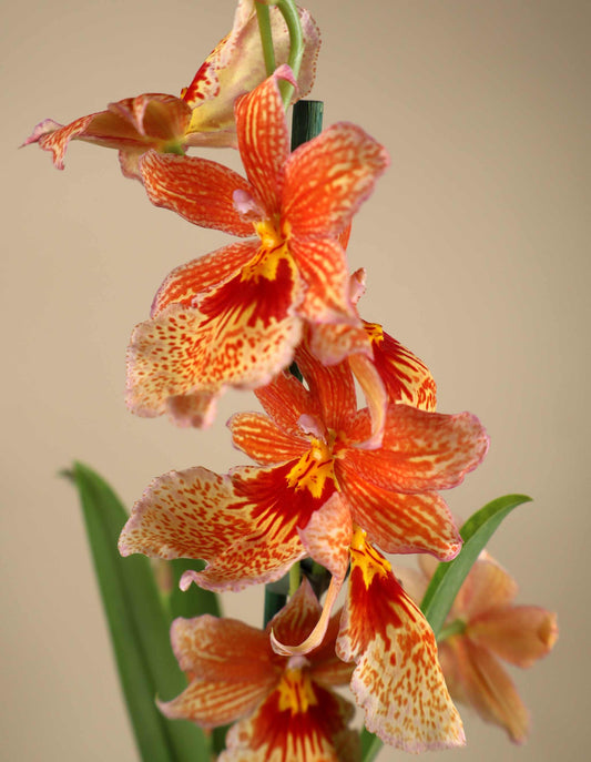 Oncidopsis Nelly Isler