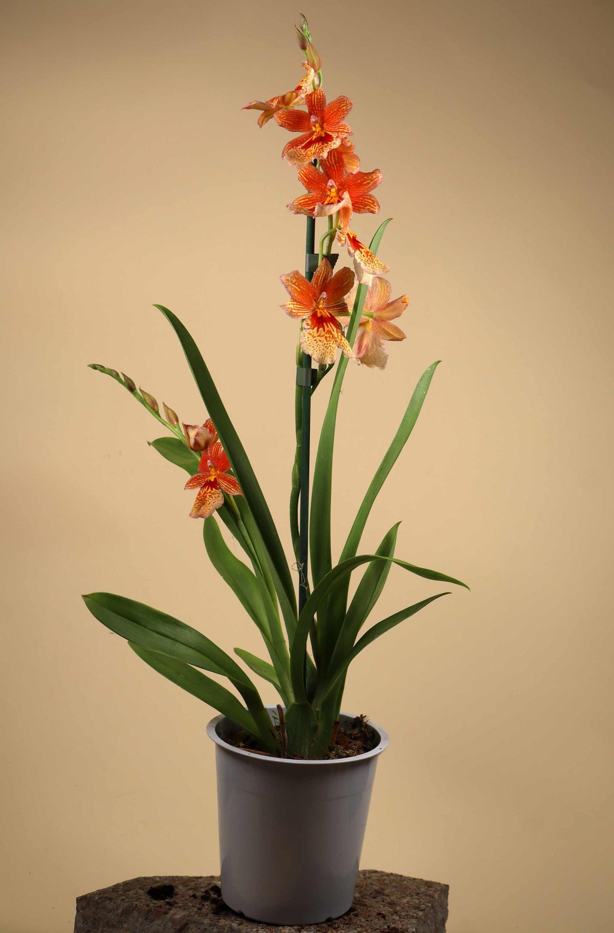Oncidopsis Nelly Isler