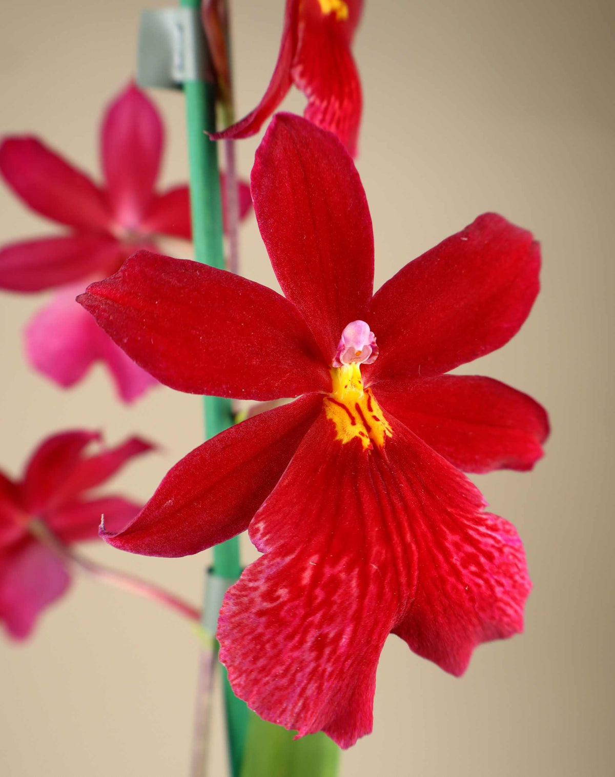 Oncidopsis Nelly Isler