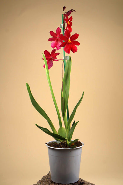 Oncidopsis Nelly Isler