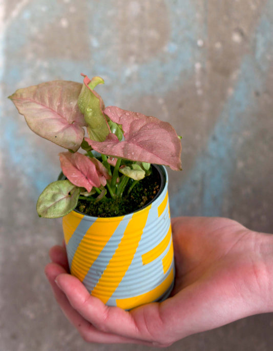 Syngonium podophyllum 'Neon'