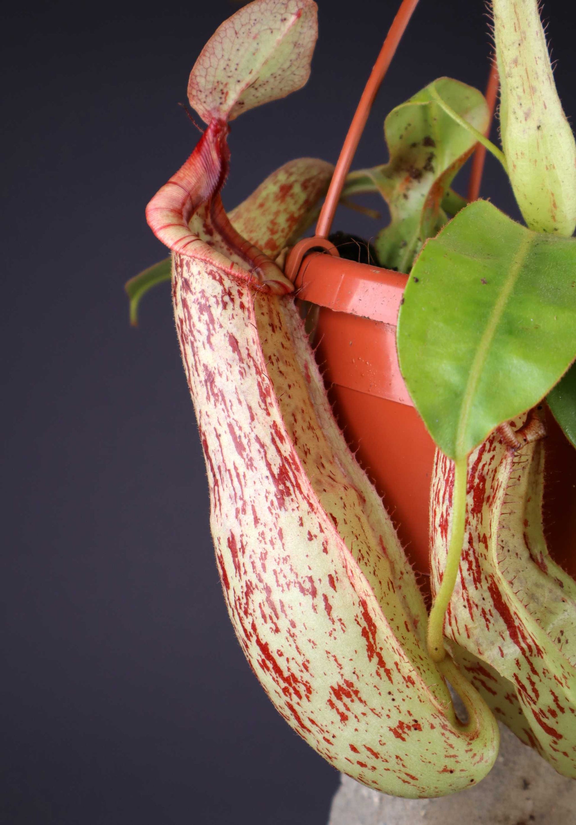 Nepenthes x Mojito kannranka
