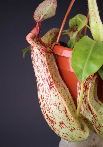 Nepenthes x Mojito kannranka