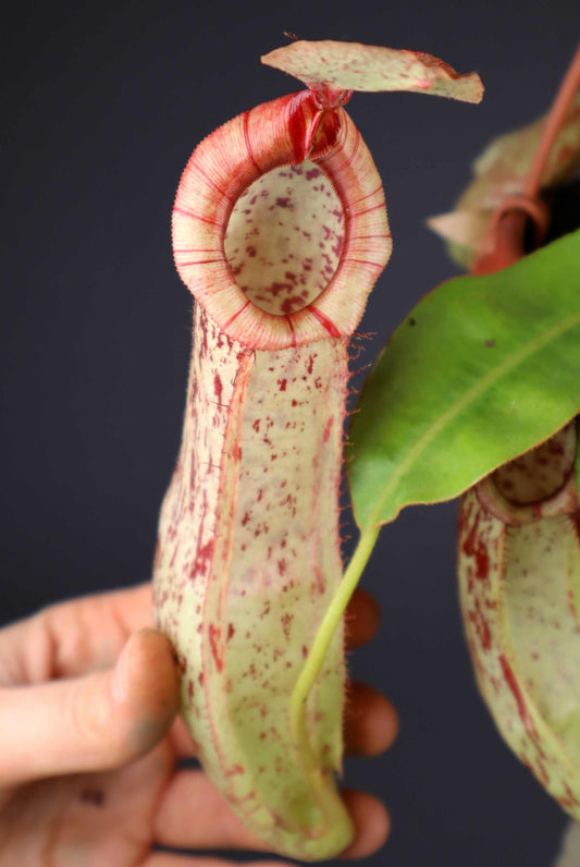Nepenthes x Mojito kannranka