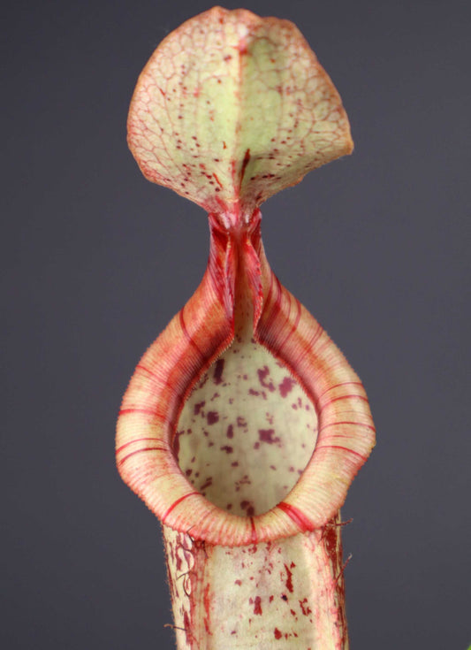 Nepenthes x Mojito kannranka