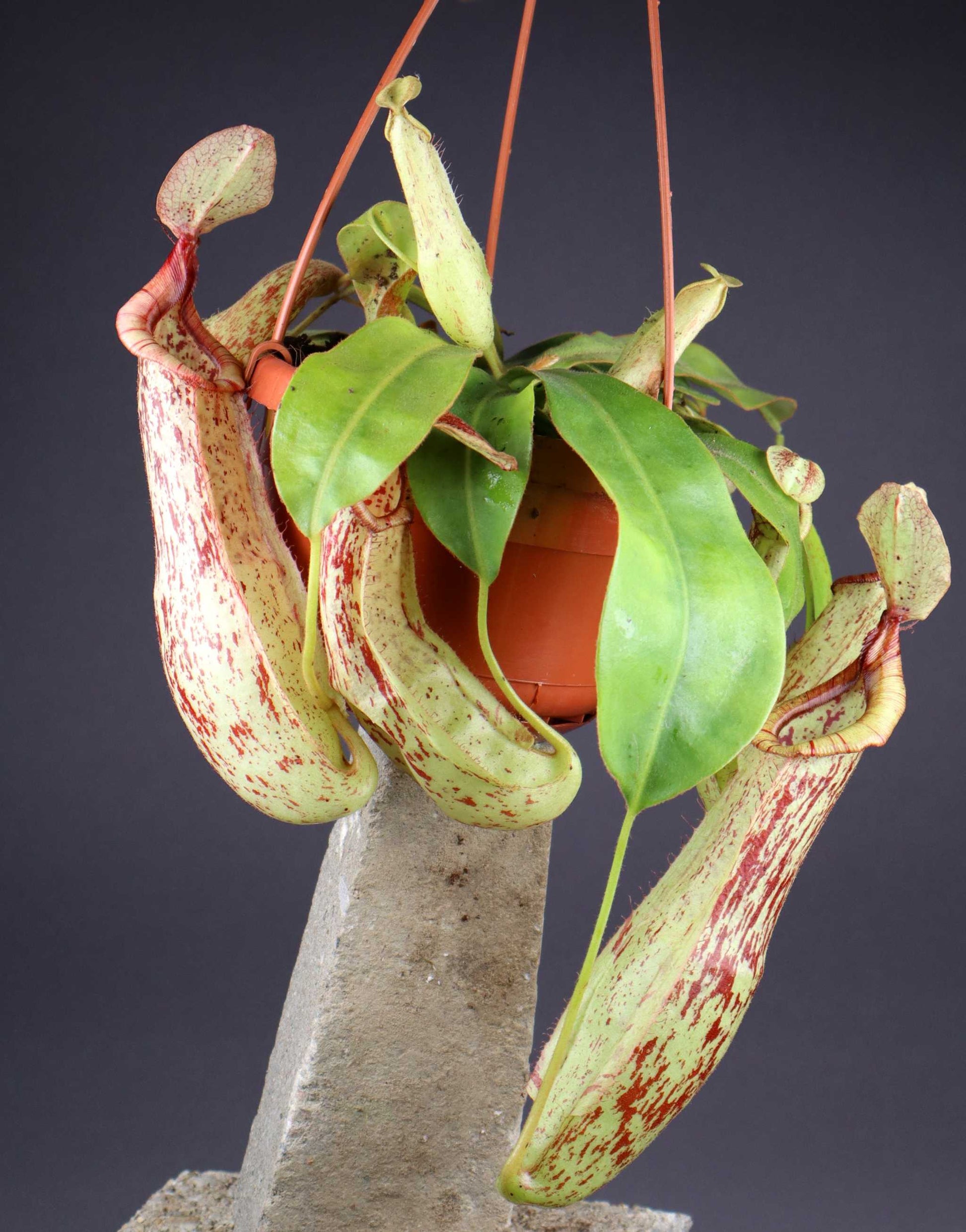 Nepenthes x Mojito kannranka