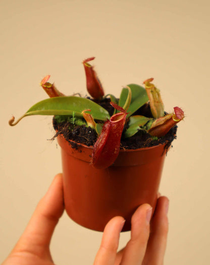 Nepenthes x Bloody Mary