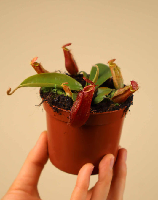 Nepenthes x Bloody Mary