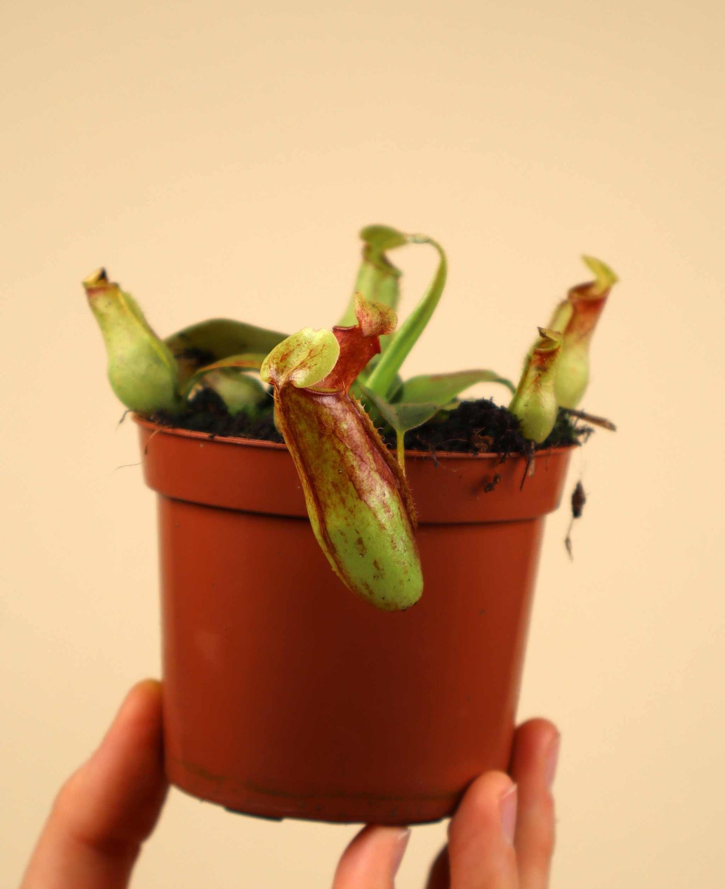 Nepenthes × Gaya 'Kannranka'