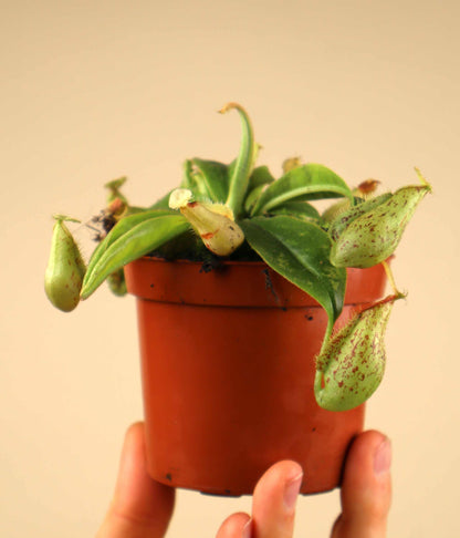 Nepenthes x hookeriana