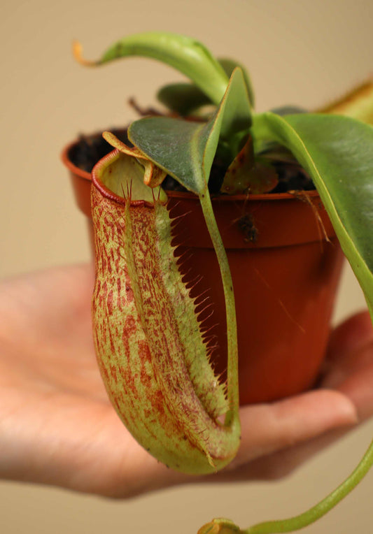 Nepenthes NoID