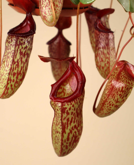 Nepenthes × 'Sam'