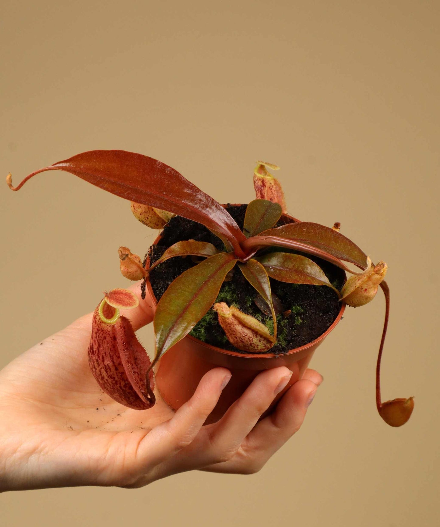 Nepenthes × 'Suki'