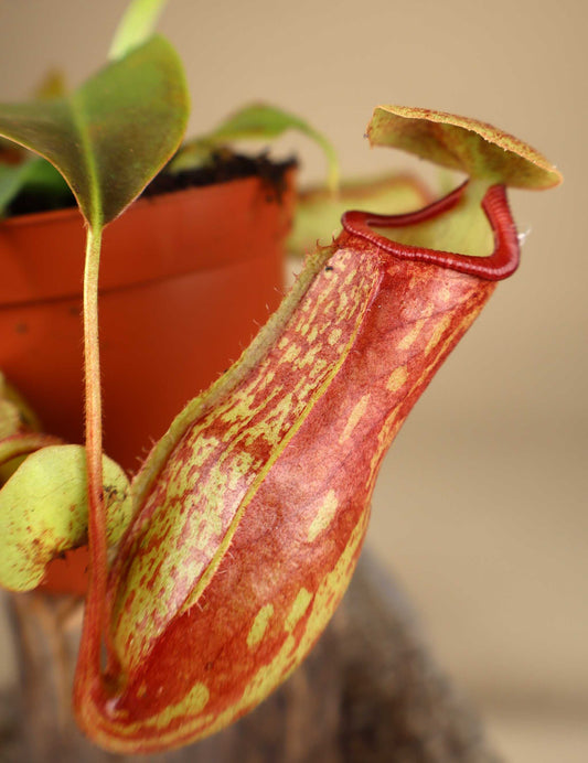 Nepenthes × Gaya 'Kannranka'