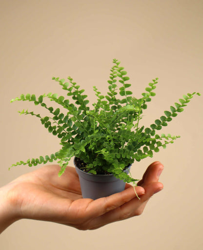 Nephrolepis cordifolia
