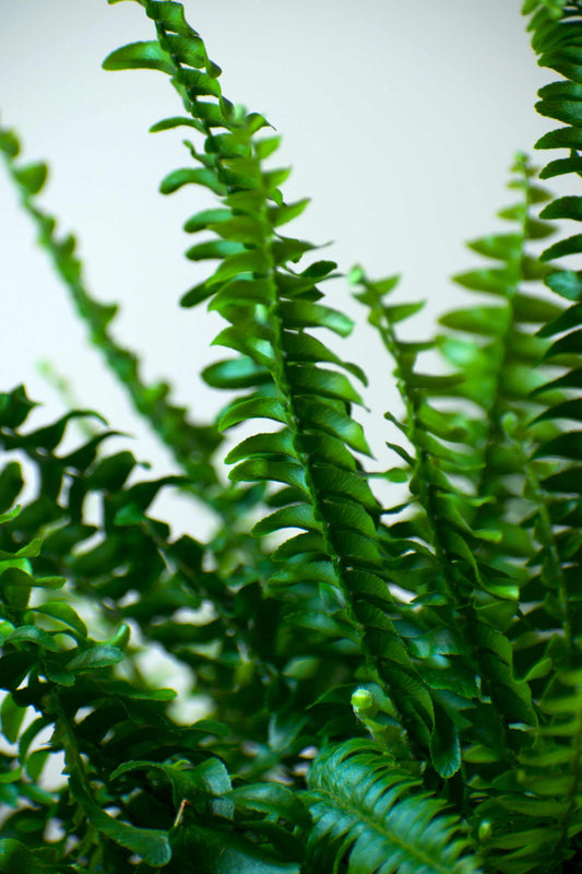 Nephrolepis exaltata 'spjutbräken'