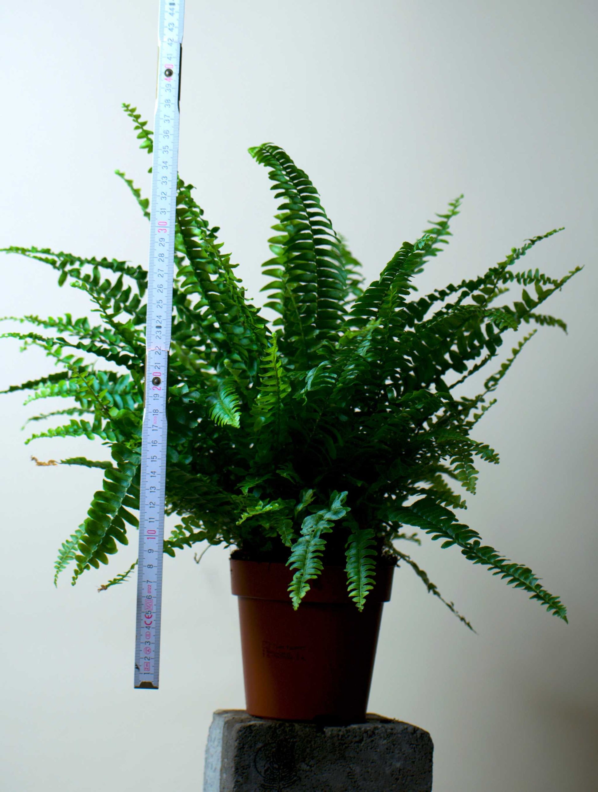 Nephrolepis exaltata 'spjutbräken'