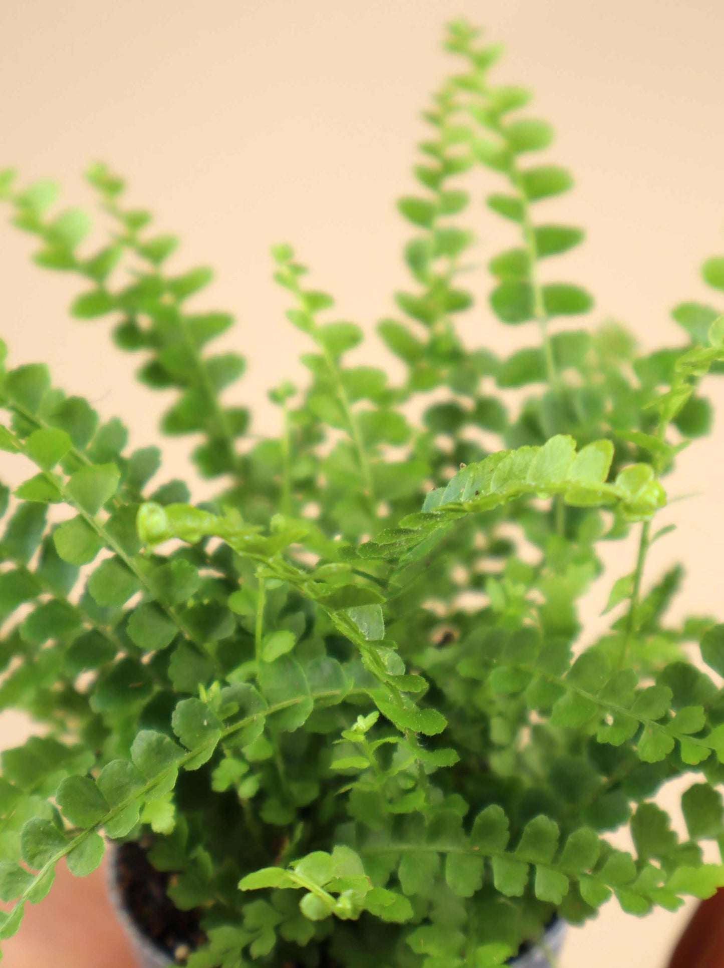 Nephrolepis cordifolia