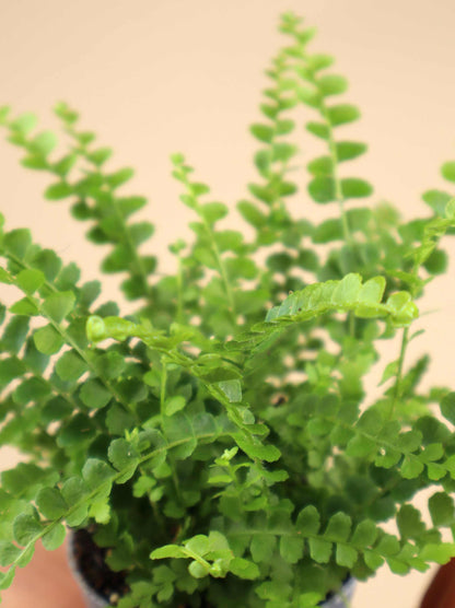 Nephrolepis cordifolia