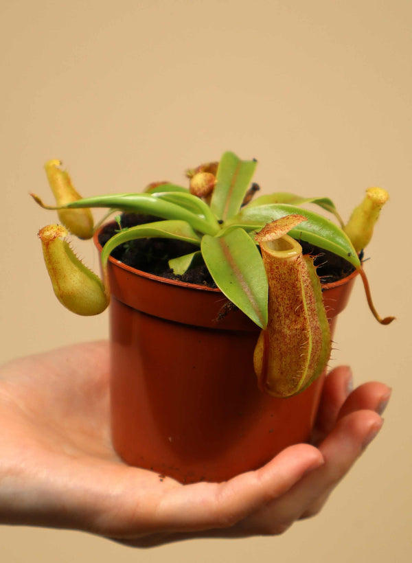 Nepenthes 'Linda'