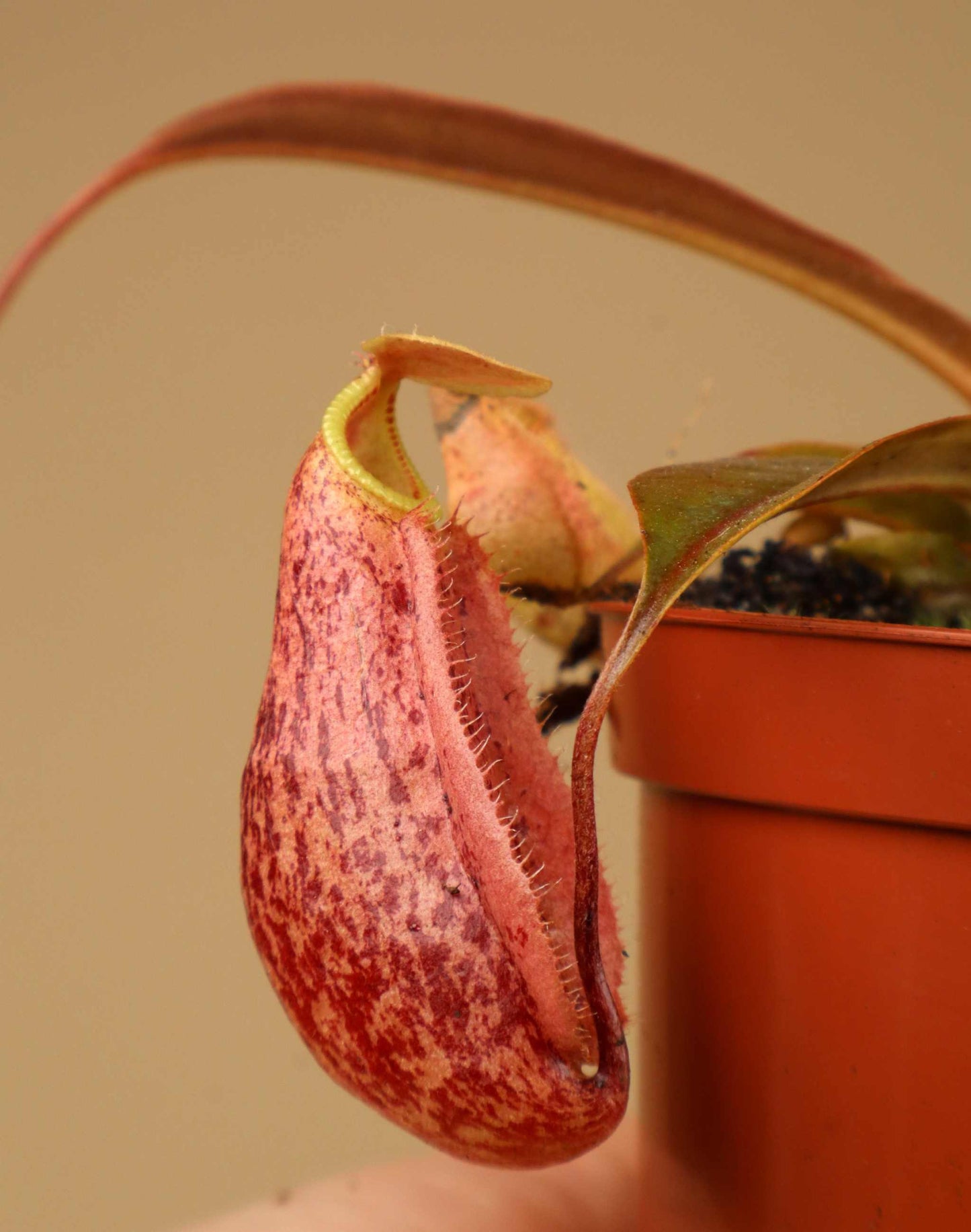 Nepenthes × 'Suki'