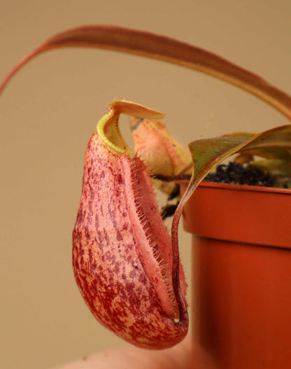 Nepenthes × 'Suki'