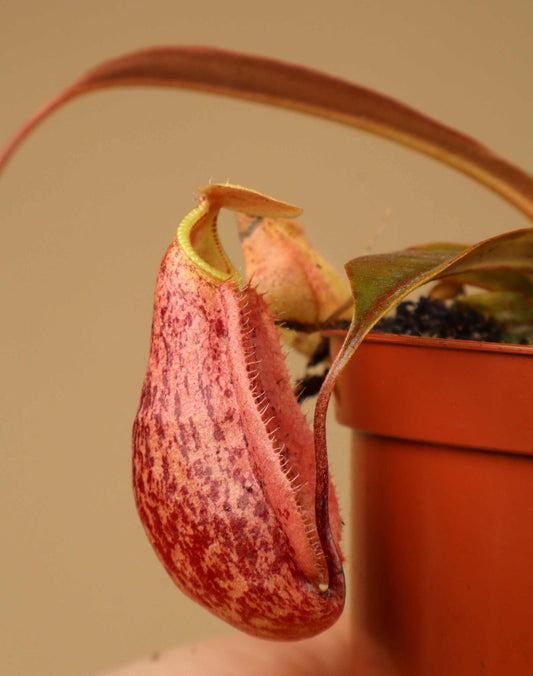 Nepenthes × 'Suki'