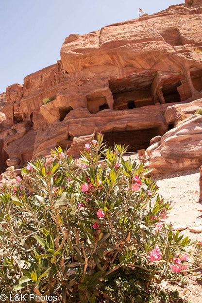 Nerium oleander