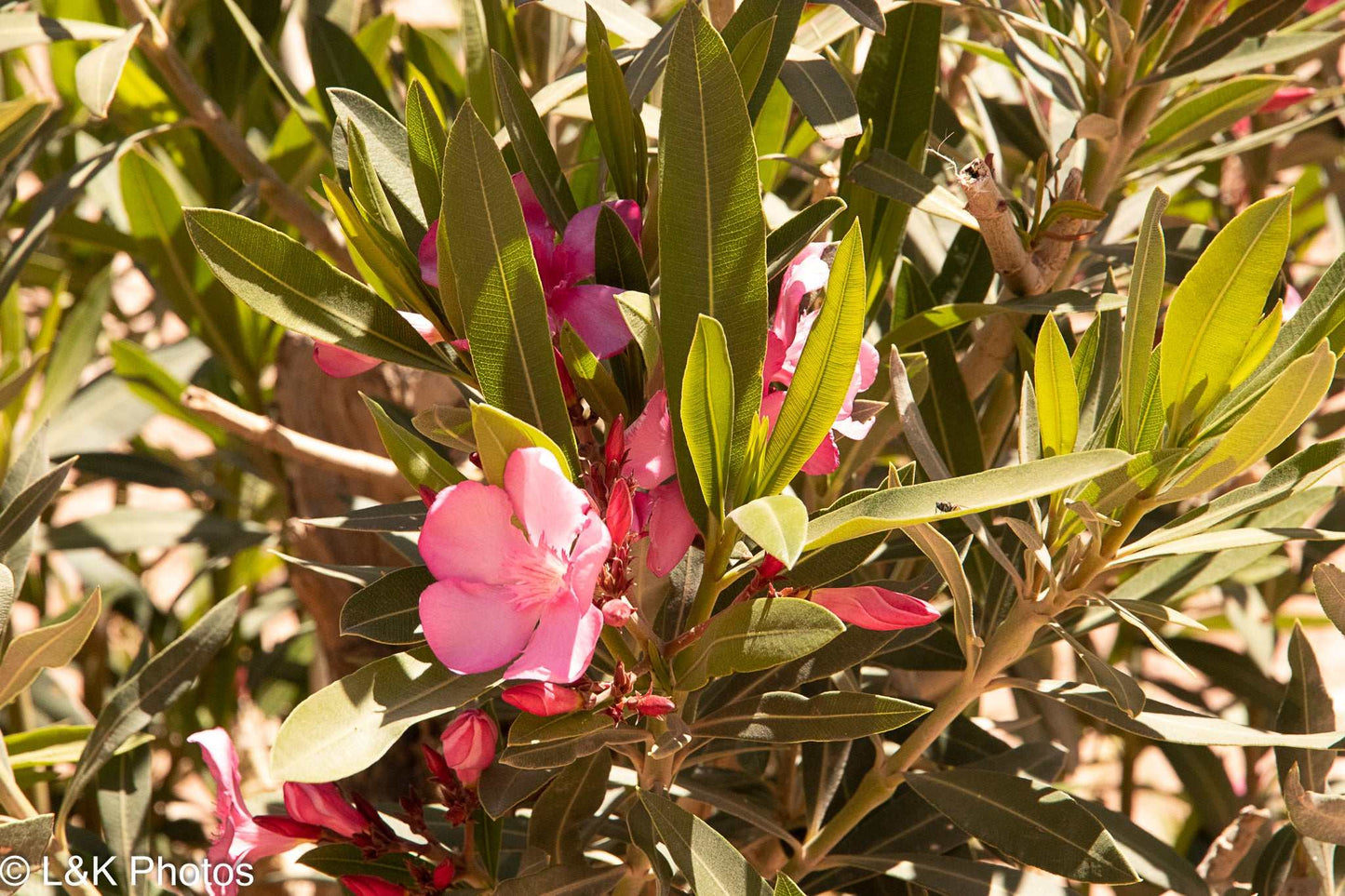 Nerium oleander