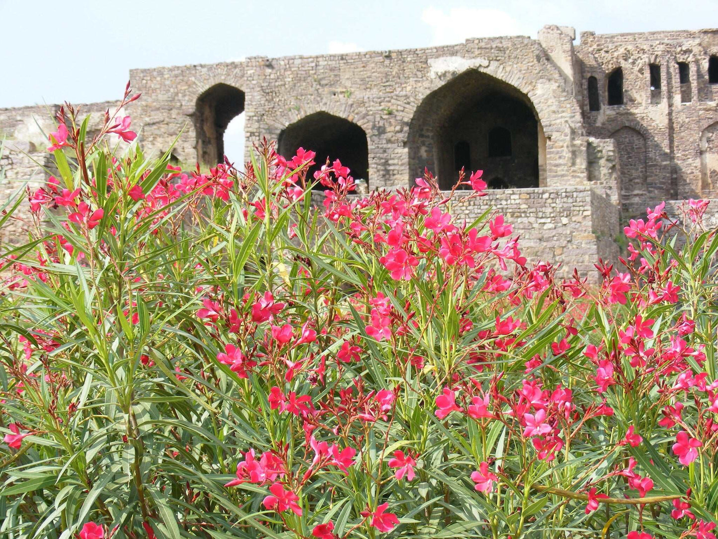 Nerium oleander