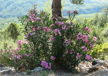 Nerium oleander