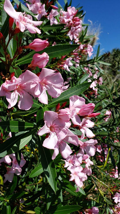 Nerium oleander
