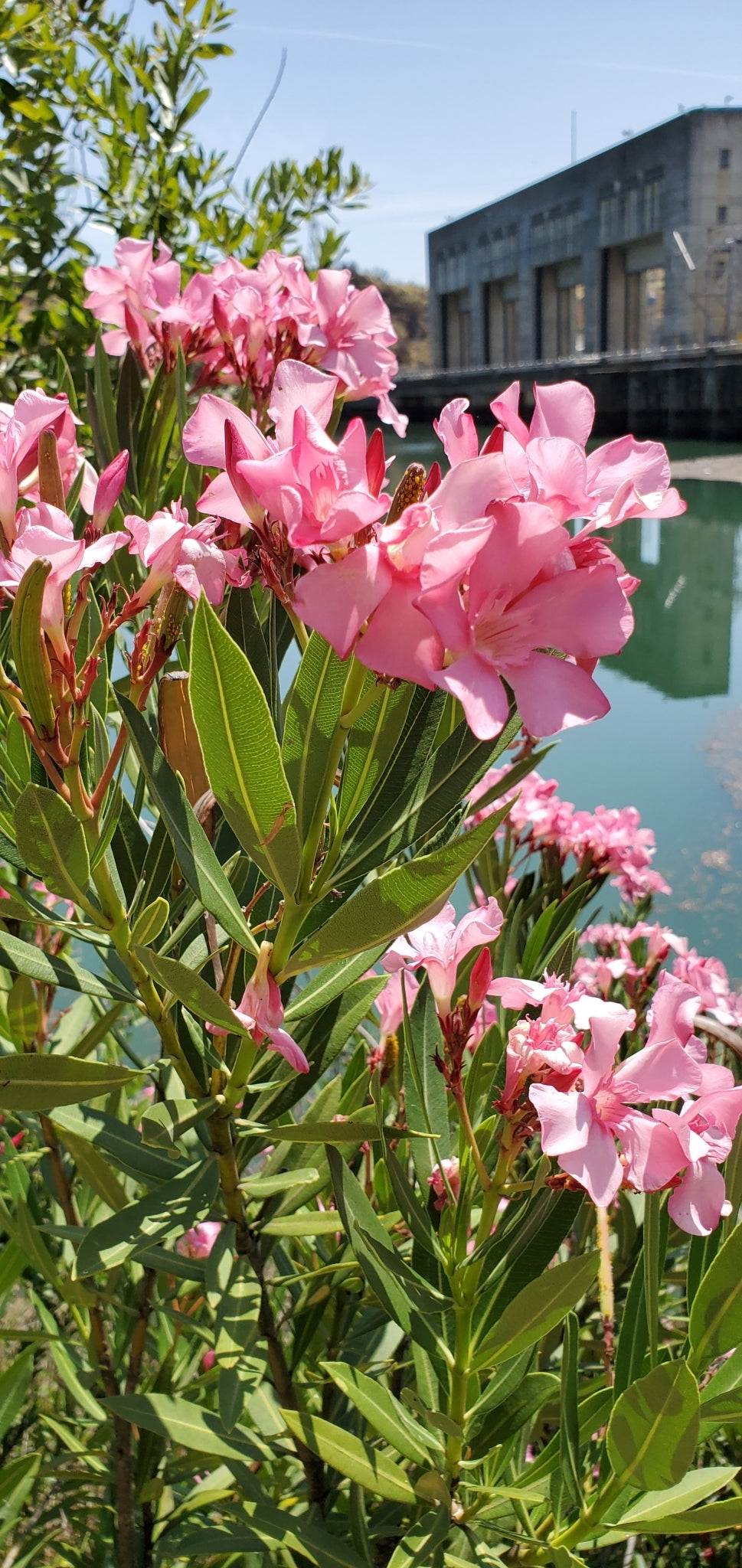 Nerium oleander