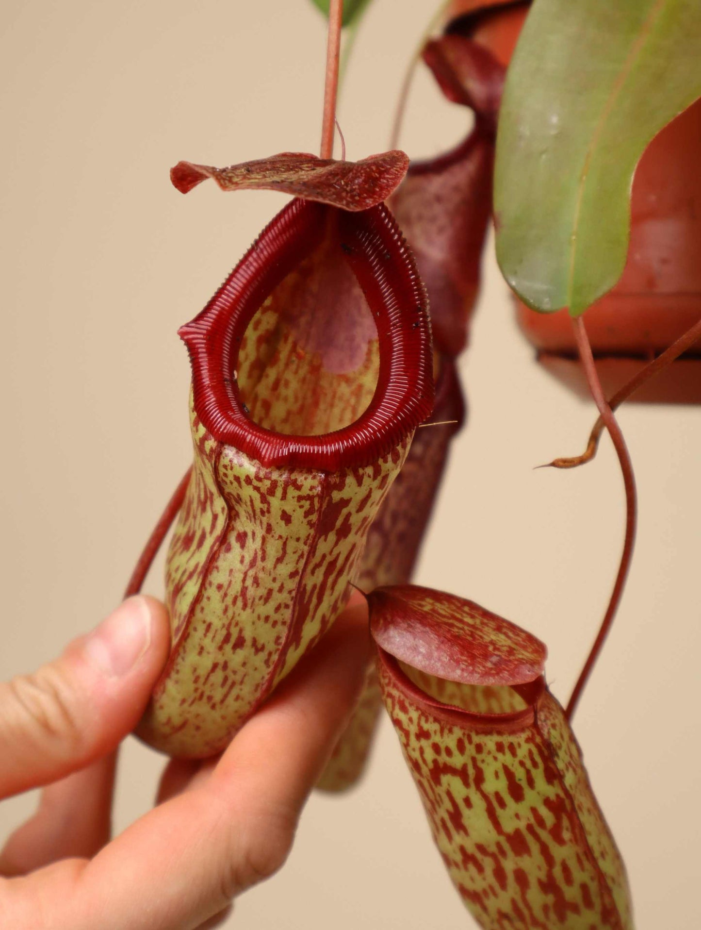 Nepenthes × 'Sam'
