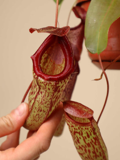 Nepenthes × 'Sam'
