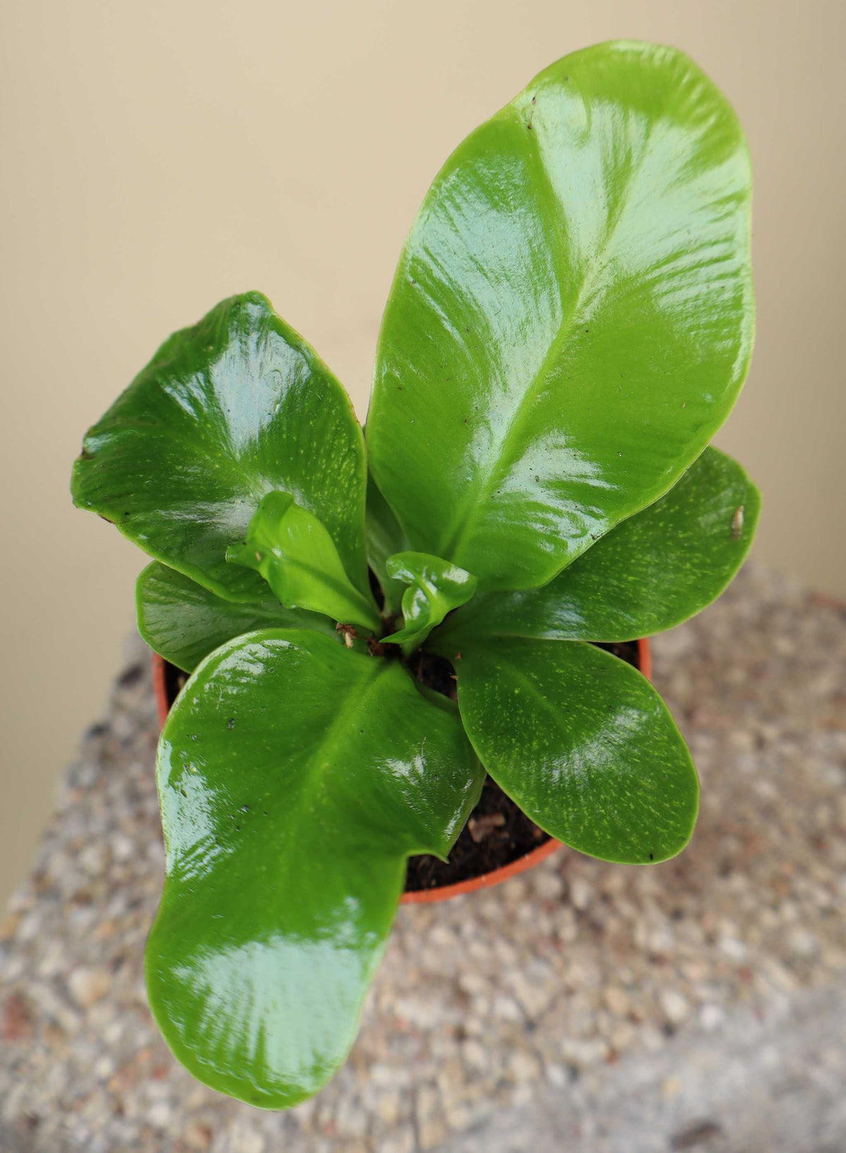 Asplenium nidus 'Cobra'