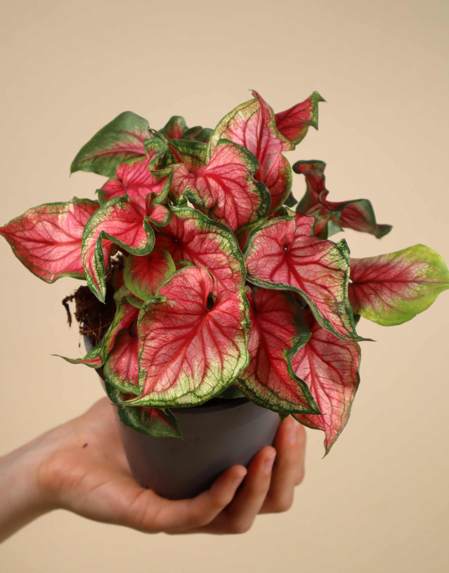 Caladium bicolor