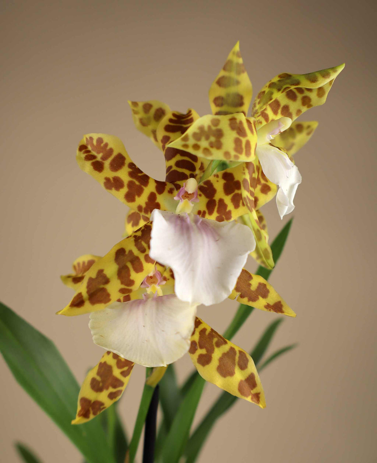 Orchideen-Mix | Verschiedene Sorten