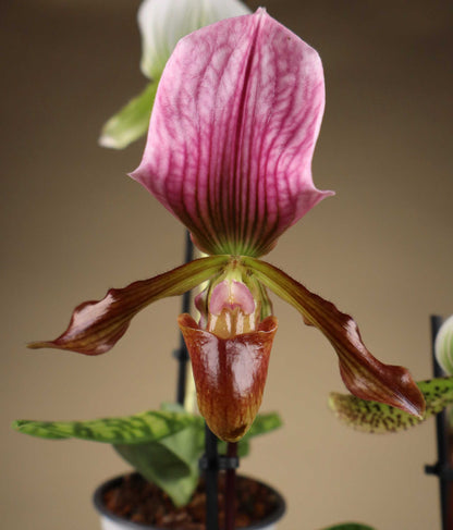 Paphiopedilum mix