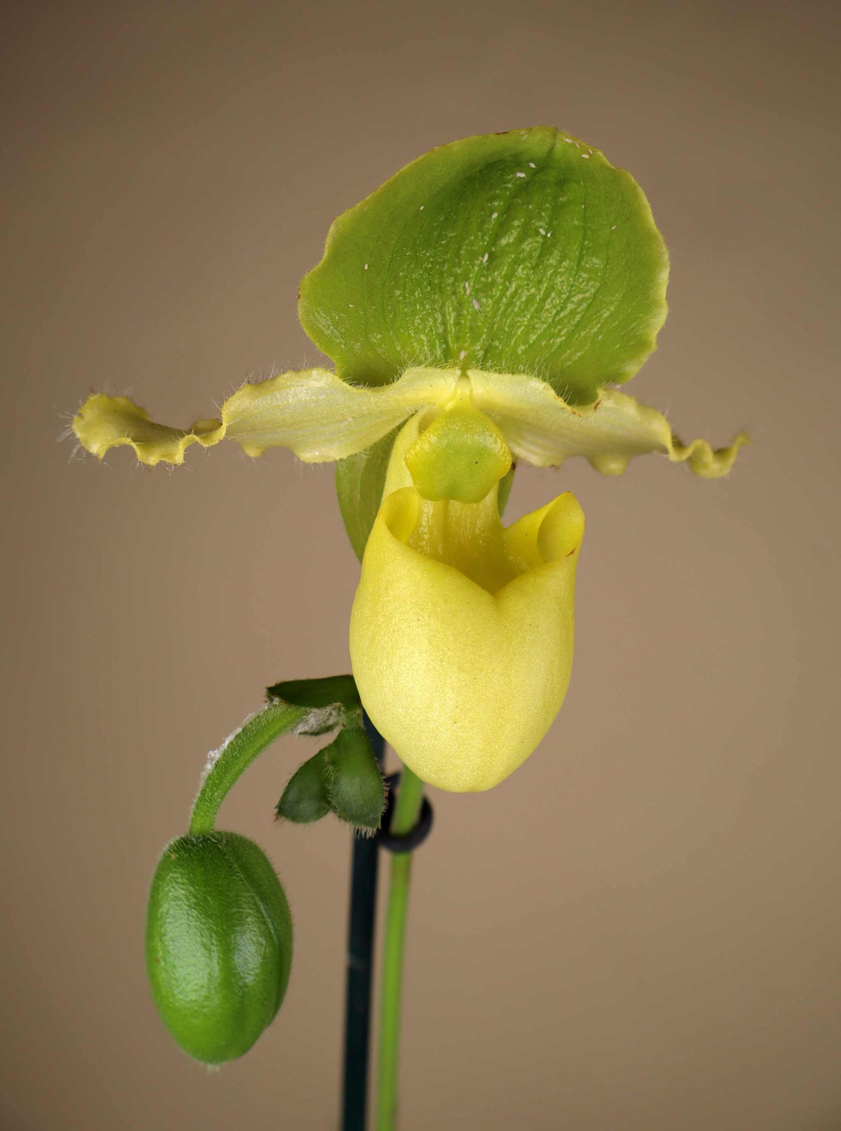 Paphiopedilum mix