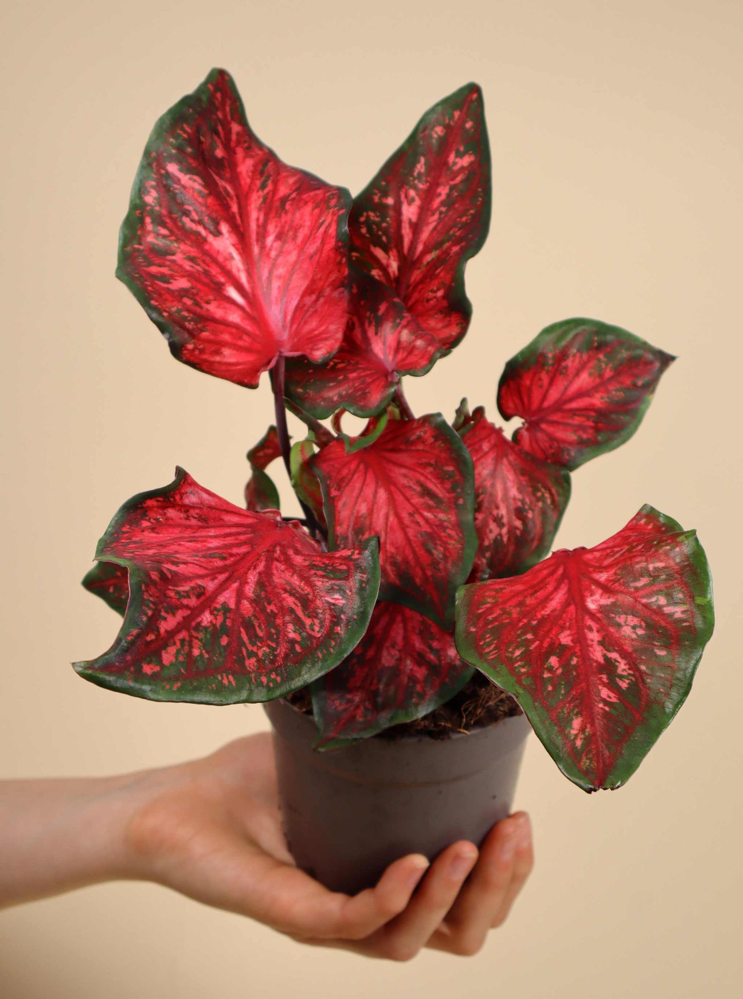 Caladium bicolor