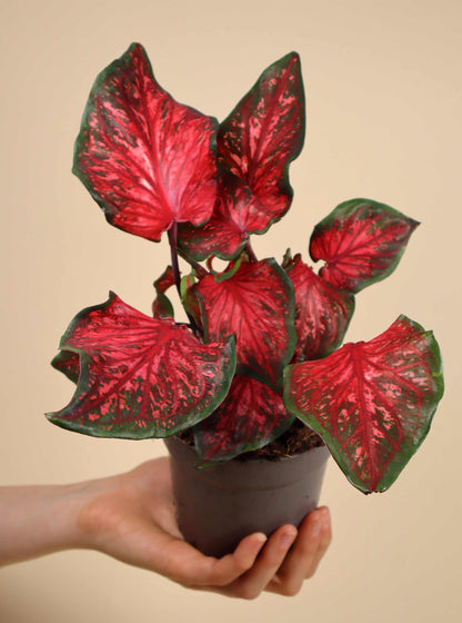 Caladium bicolor