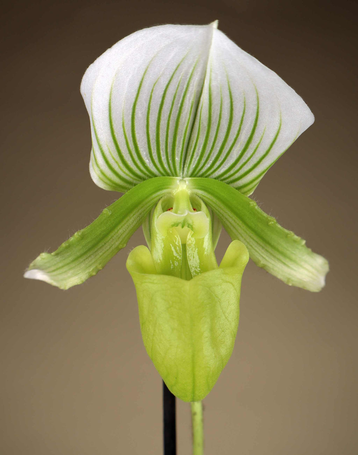 Paphiopedilum mix