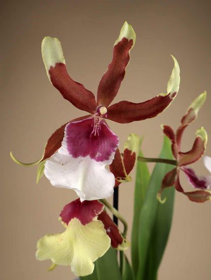 Orchideen-Mix | Verschiedene Sorten