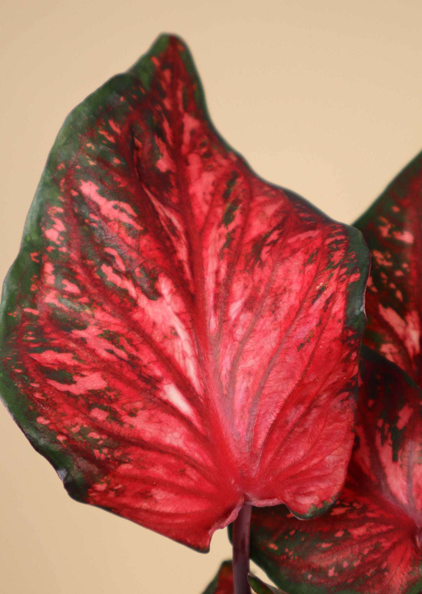 Caladium bicolor