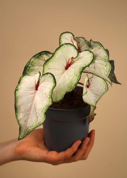 Caladium bicolor
