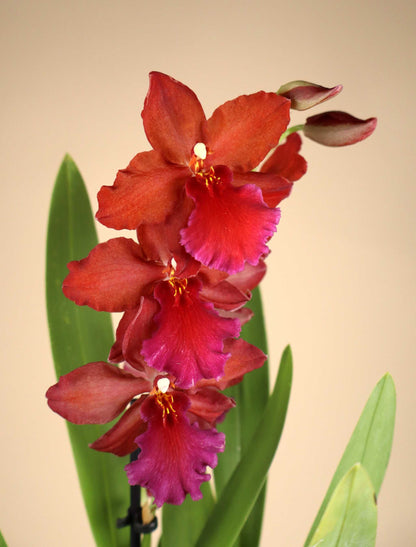 Orchideen-Mix | Verschiedene Sorten